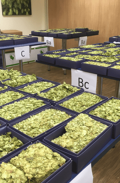 Hop Grading